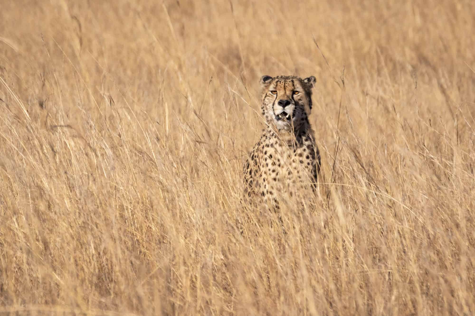 Is Usain Bolt Faster Than a Cheetah?